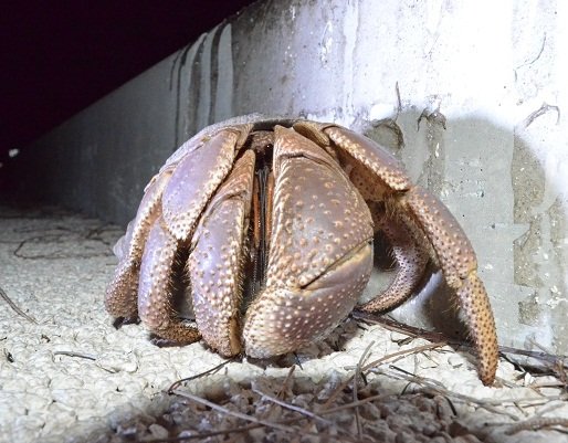 ムラサキオカヤドカリ ムラサキオカヤドカリ