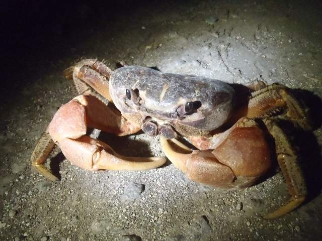 海へ産卵に向かうオカガニ 海へ産卵に向かうオカガニ