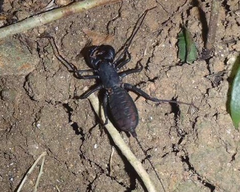 タイワンサソリモドキ タイワンサソリモドキ